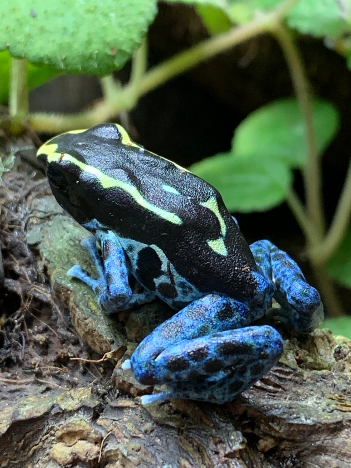Powder Blue Tinctorius Froglets 3 Month Oow Dyeing Dart Frog by Classic