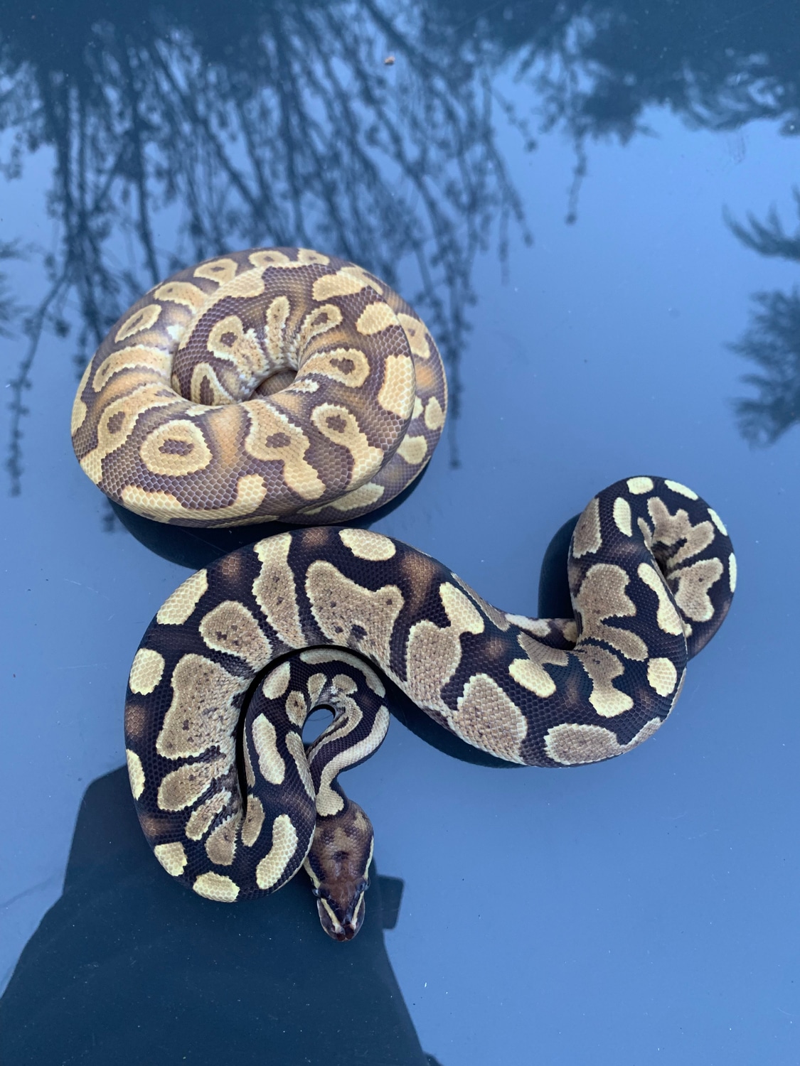 Pair BLUR Caramel Fire Het Pied Ball Python by Classic Royal Morphs ...