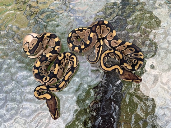 SHOP LIST Ball Python by Classic Royal Morphs