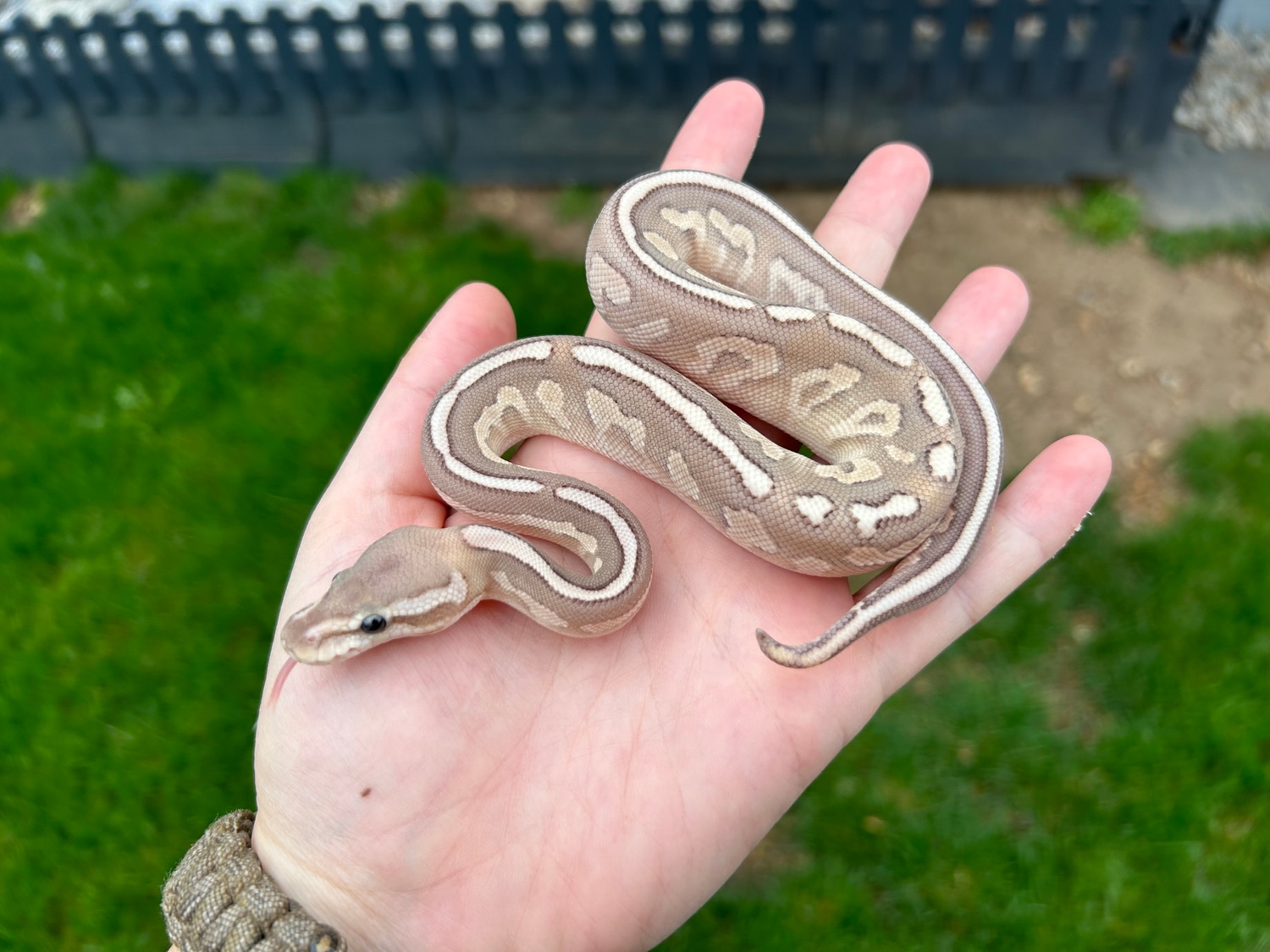 Cinnamon Butter Fire Poss Yb 66 Het Clown Ball Python by Classic Royal