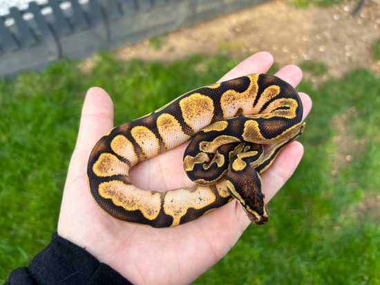 Enchi Calico Ball Python by Classic Royal Morphs