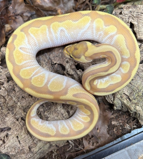 Super Enchi Od Pastel Hypo 50% Het Rainbow Ball Python by Classic Royal ...