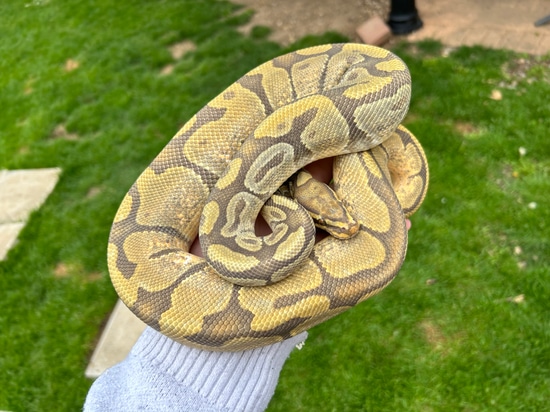 Enchi Hypo Het Rainbow Ball Python by Classic Royal Morphs