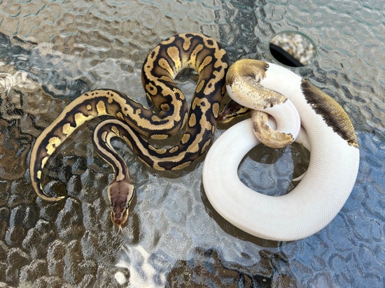 PAIR SUMA PIED - Super Pastel Mahogany Pied Ball Python by Classic ...