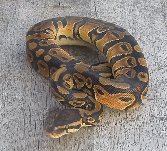 Normal 100% Het Pied Ball Python by Feathers, Fur & Scales, L.L.C.