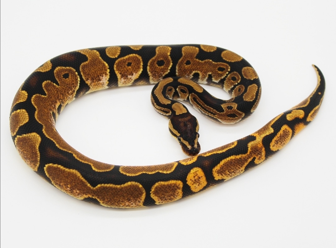 Sugar Ball Python by TC Reptiles - MorphMarket