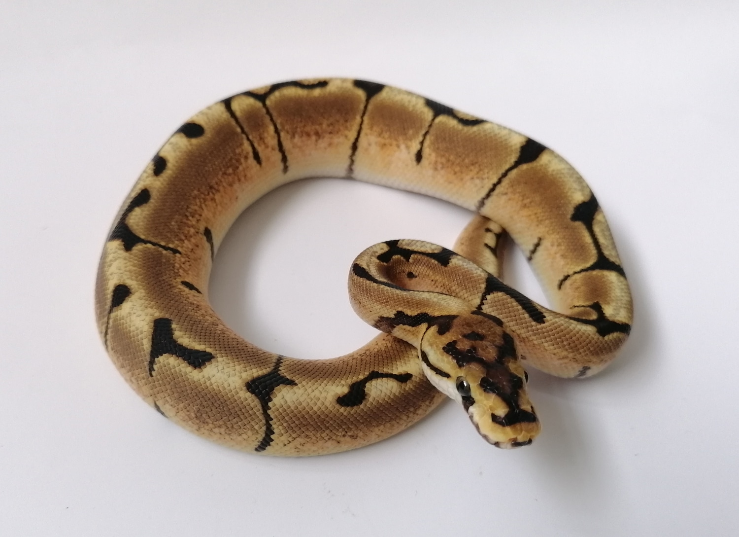 Spider Het Clown Ball Python by TC Reptiles - MorphMarket