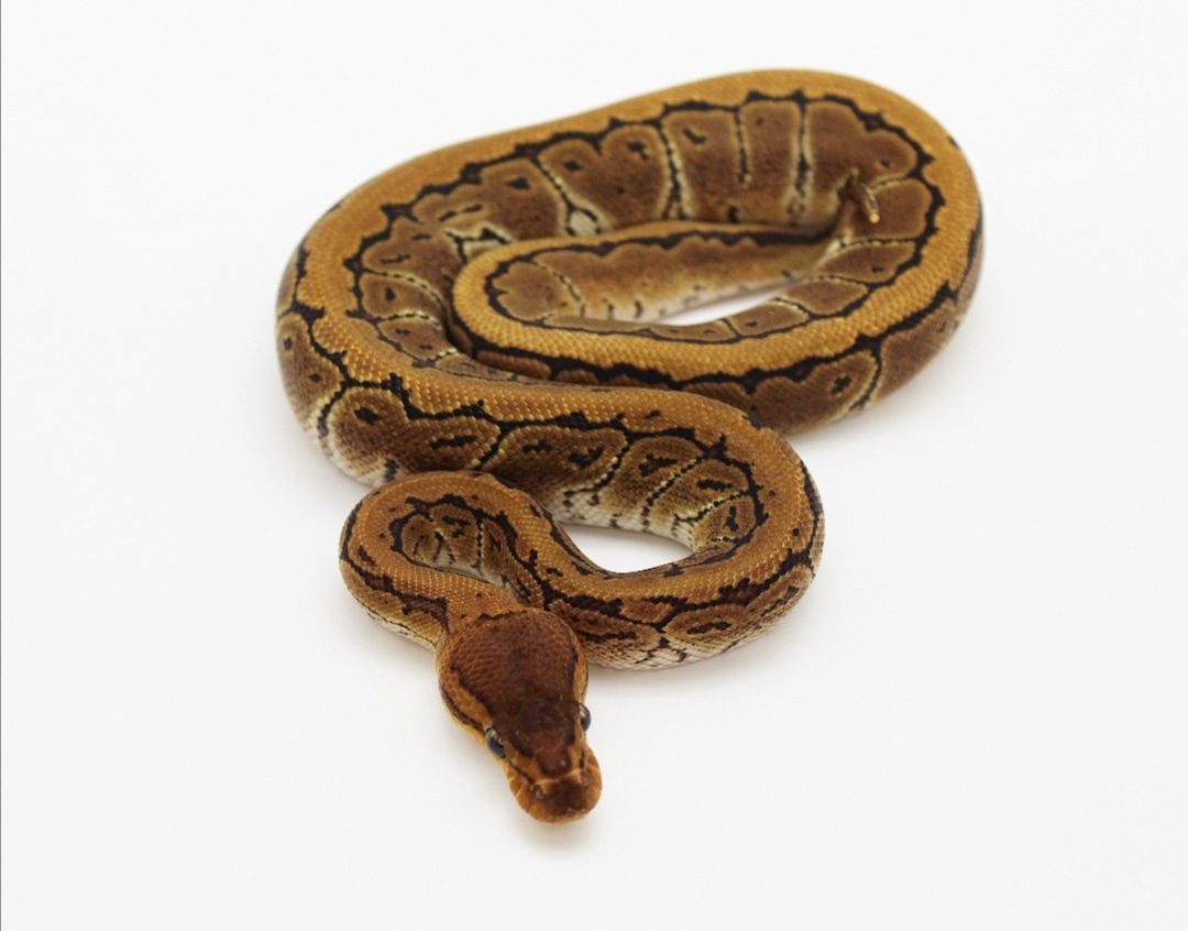 Pinstripe Het Clown Ball Python by TC Reptiles - MorphMarket