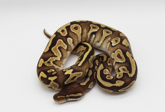 Moab Ball Python Gravel Mojave Ball Python by TC Reptiles