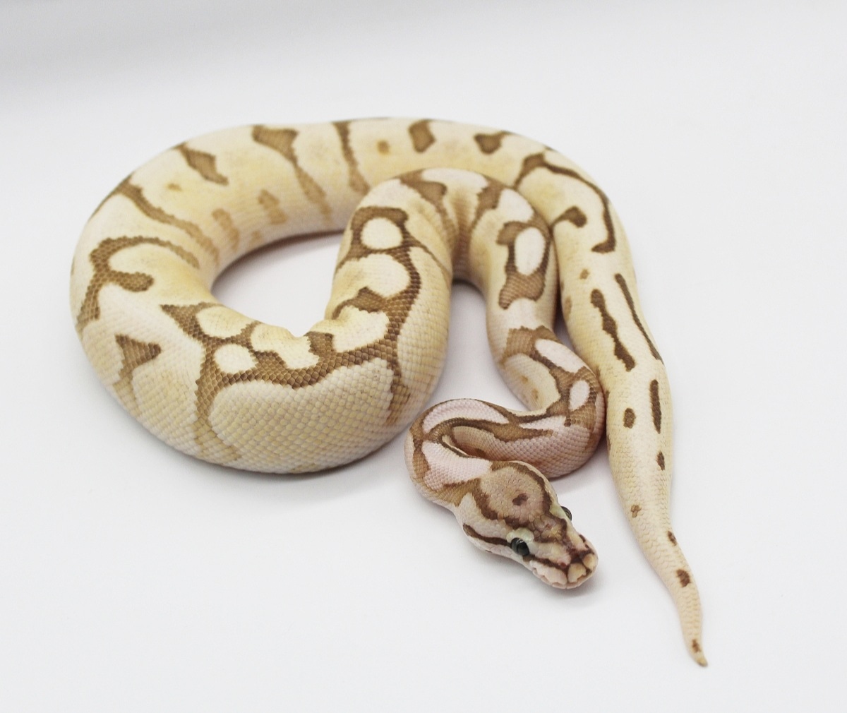 Lesser Fire Spider Het Clown Ball Python by TC Reptiles - MorphMarket
