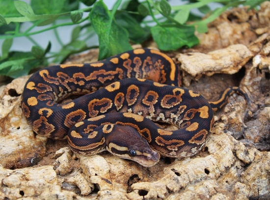Black Pastel Yellowbelly Het Monarch Ball Python by TC Reptiles