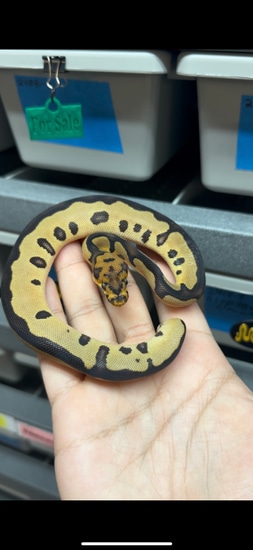 Prob Super Leo Clown Het Sunset Ball Python by Sculpted Exotics LLC