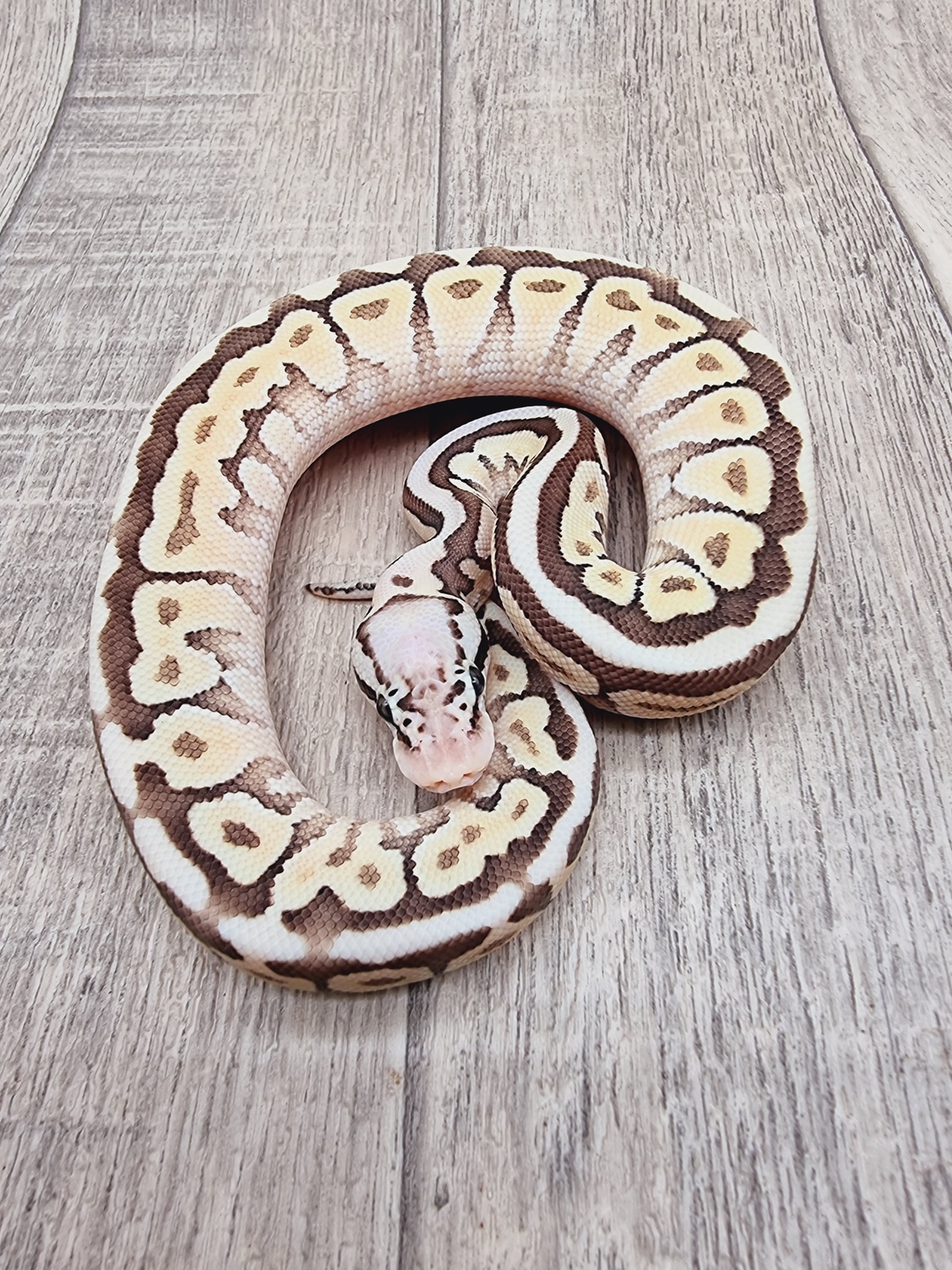 Spotnose Lesser Pastel 66% Het Clown Ball Python by CLC Pythons James ...