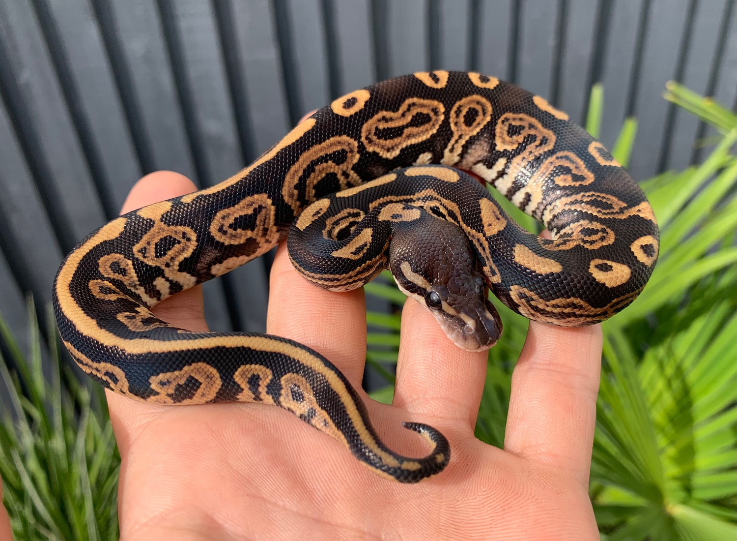 Het Pie Python Black Pastel Het DG 50% Het Pied Ball Python by Clean Balls UK ...