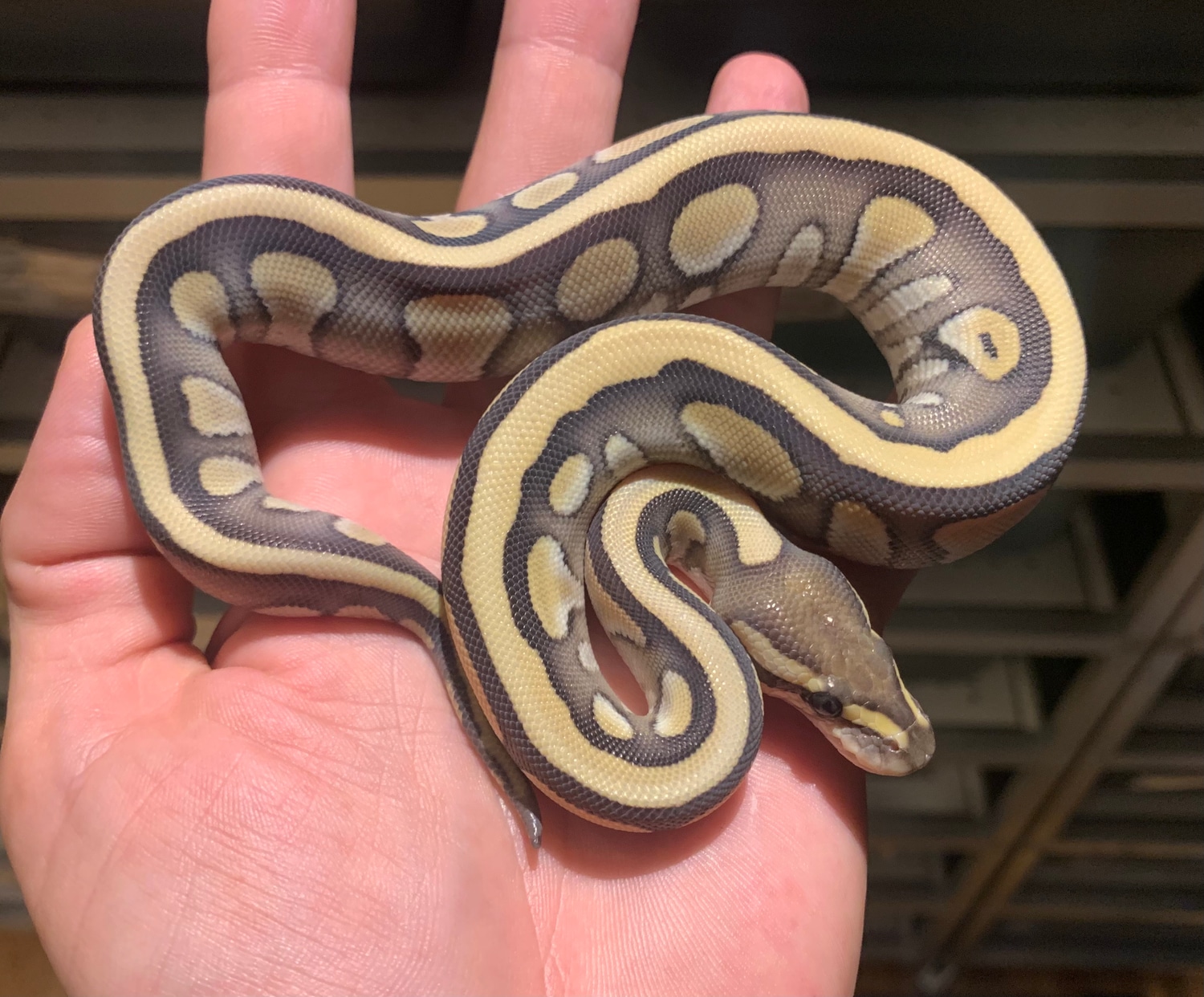Lesser Desert Ghost Ball Python by Clean Balls UK - MorphMarket