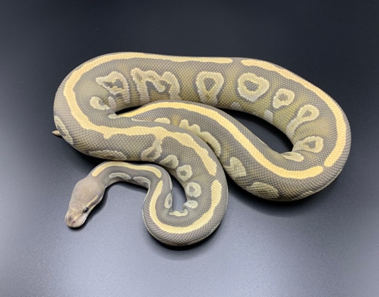 Hypo Complex Ball Python Blackhead Phantom Hypo Ball Python by Clean Balls UK