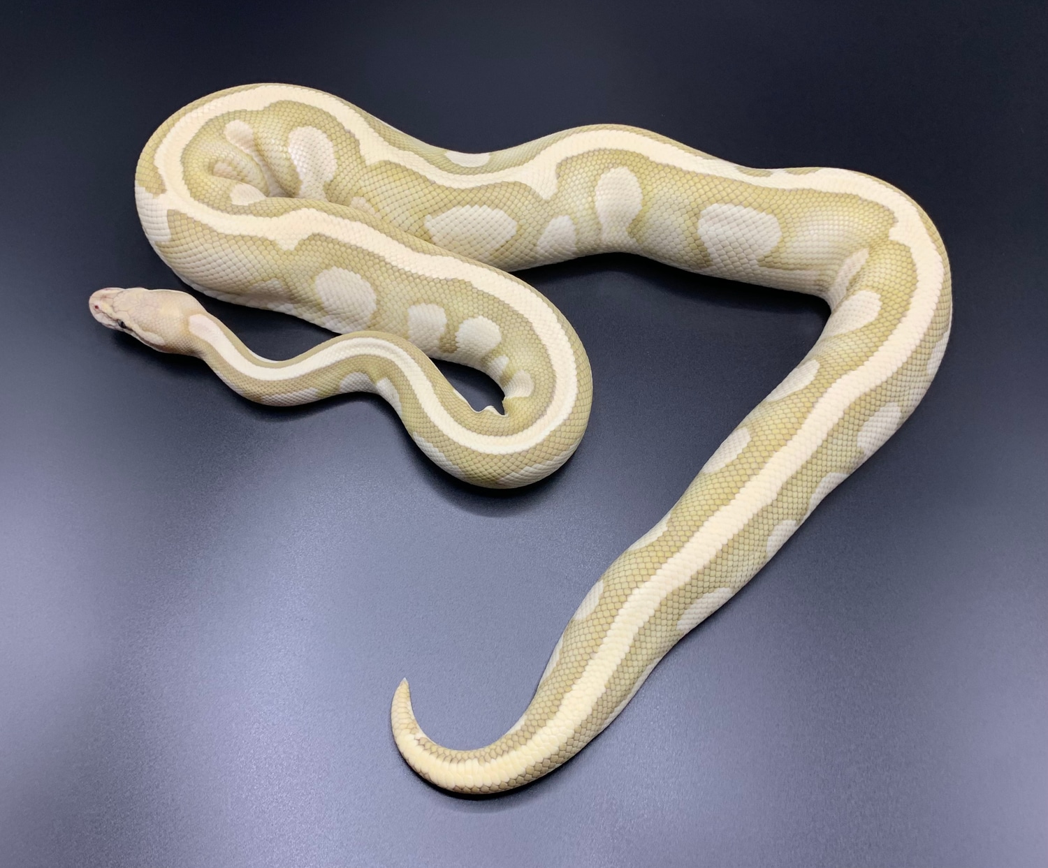 Fire Lesser Desert Ghost Ball Python by Clean Balls UK - MorphMarket