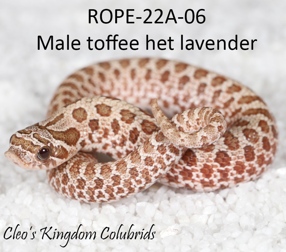 Lavander Rope Toffee Het Lavender ROPE-06 Western Hognose by Cleo's Kingdom Colubrids ...