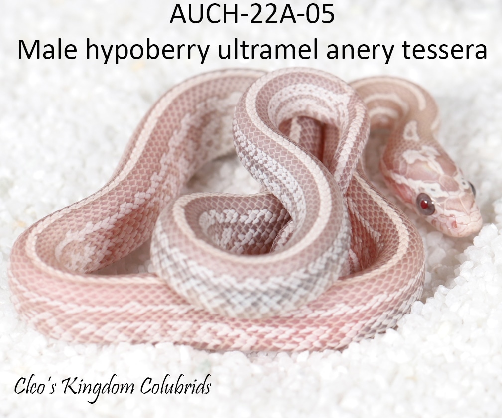 Hypoberry Ultramel Anery Tessera AUCH-05 Corn Snake by Cleo's Kingdom ...