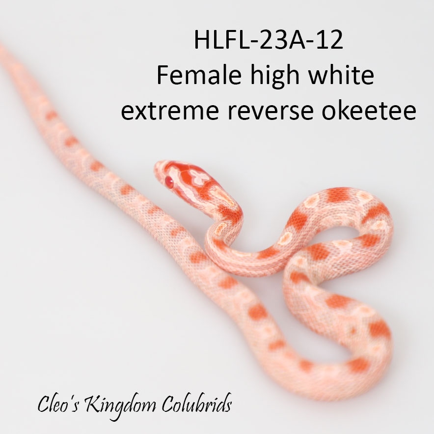 High White ERO HLFL-12 Corn Snake by Cleo's Kingdom Colubrids - MorphMarket