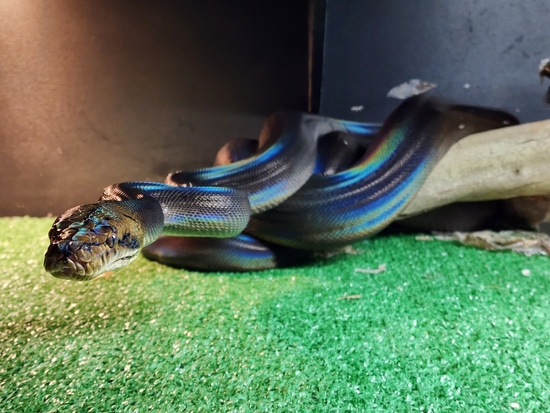 Motley Golden Child Reticulated Python by Cliffside Exotics