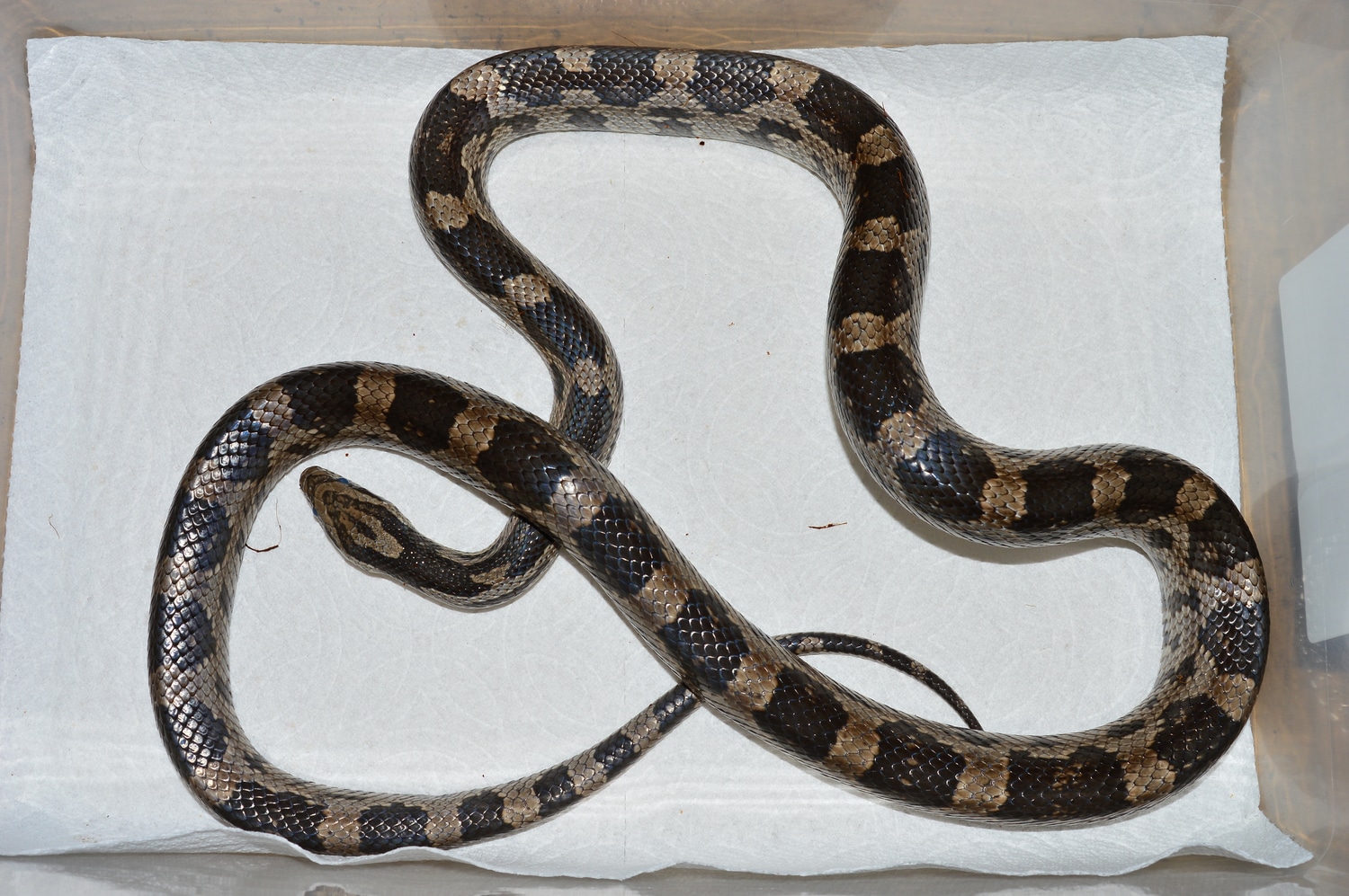 Charcoal Corn Snake by Cliffside Exotics MorphMarket