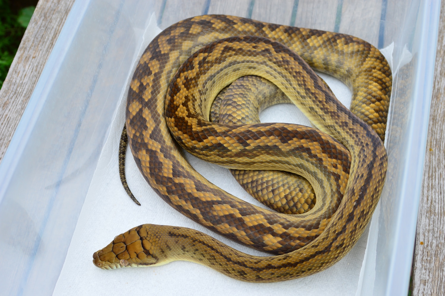 Southern Scrub Python by Cliffside Exotics - MorphMarket