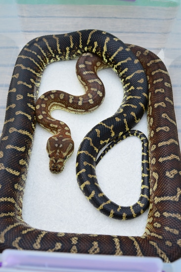 Bredli Centralian Carpet Python by Cliffside Exotics