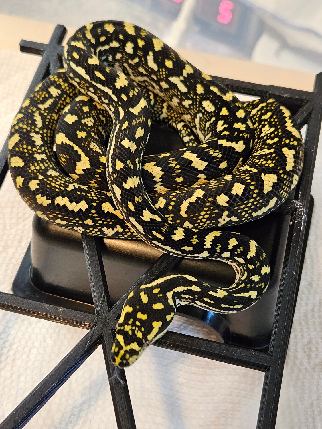 50% Diamond Jungle Other Carpet Python by Andersen's Exotics - MorphMarket