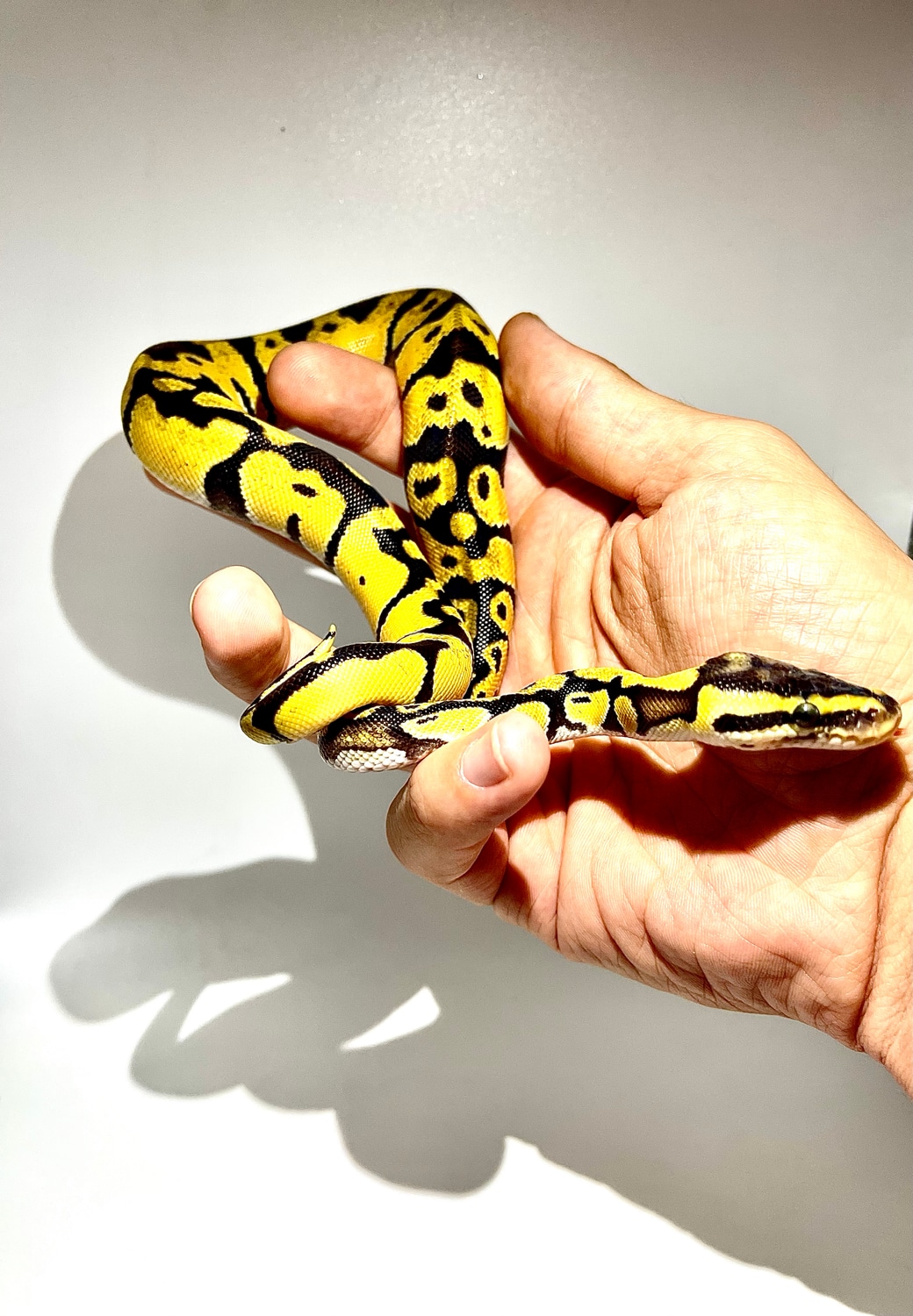Pastel Enchi Chocolate Het Desert Ghost POS Het Hypo Ball Python by ...