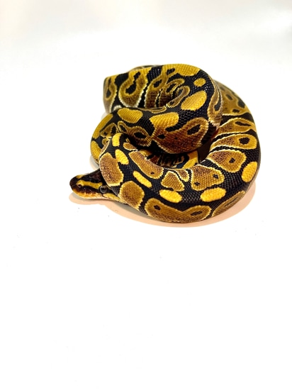 Het Clown Ball Python by Dark Heart Reptiles