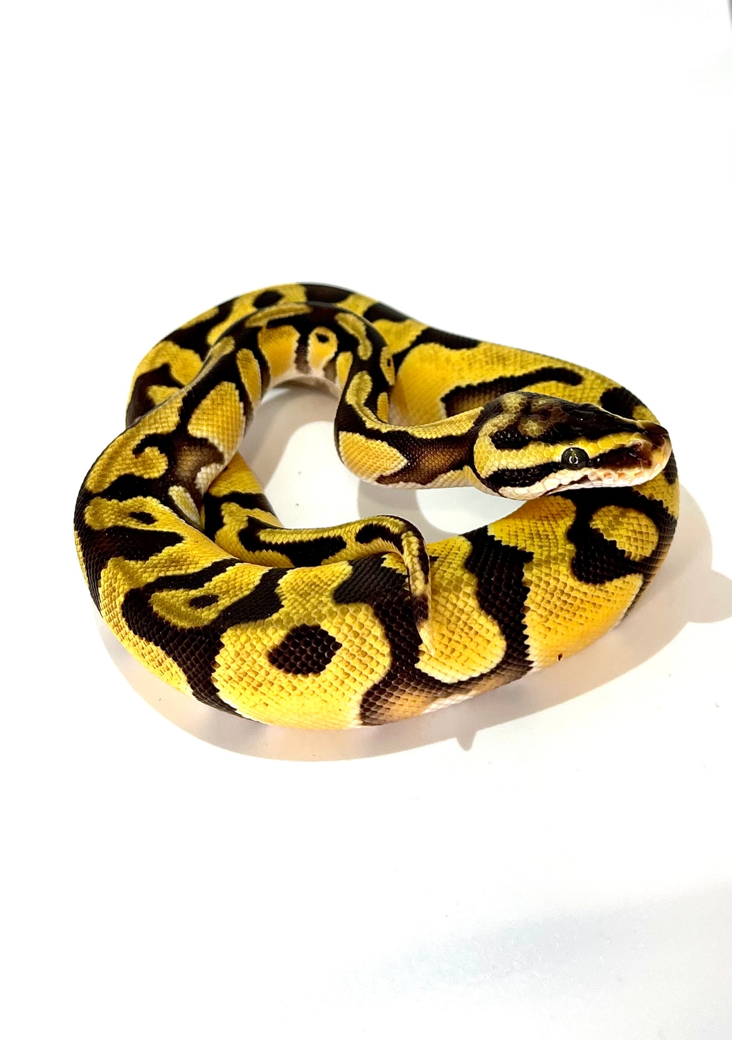 Chocolate Pastel OD Enchi Het DG POS Het Hypo Ball Python by Dark Heart ...