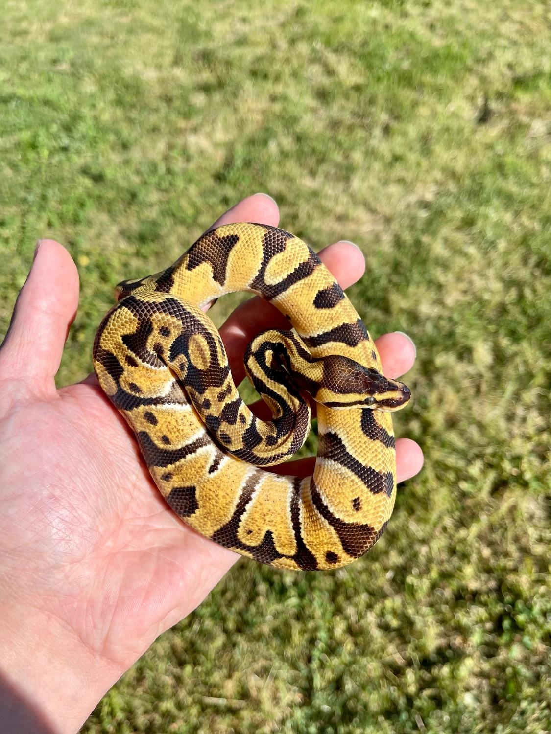 Chocolate Pastel Enchi Het Desert Ghost POS Het Hypo Ball Python by ...