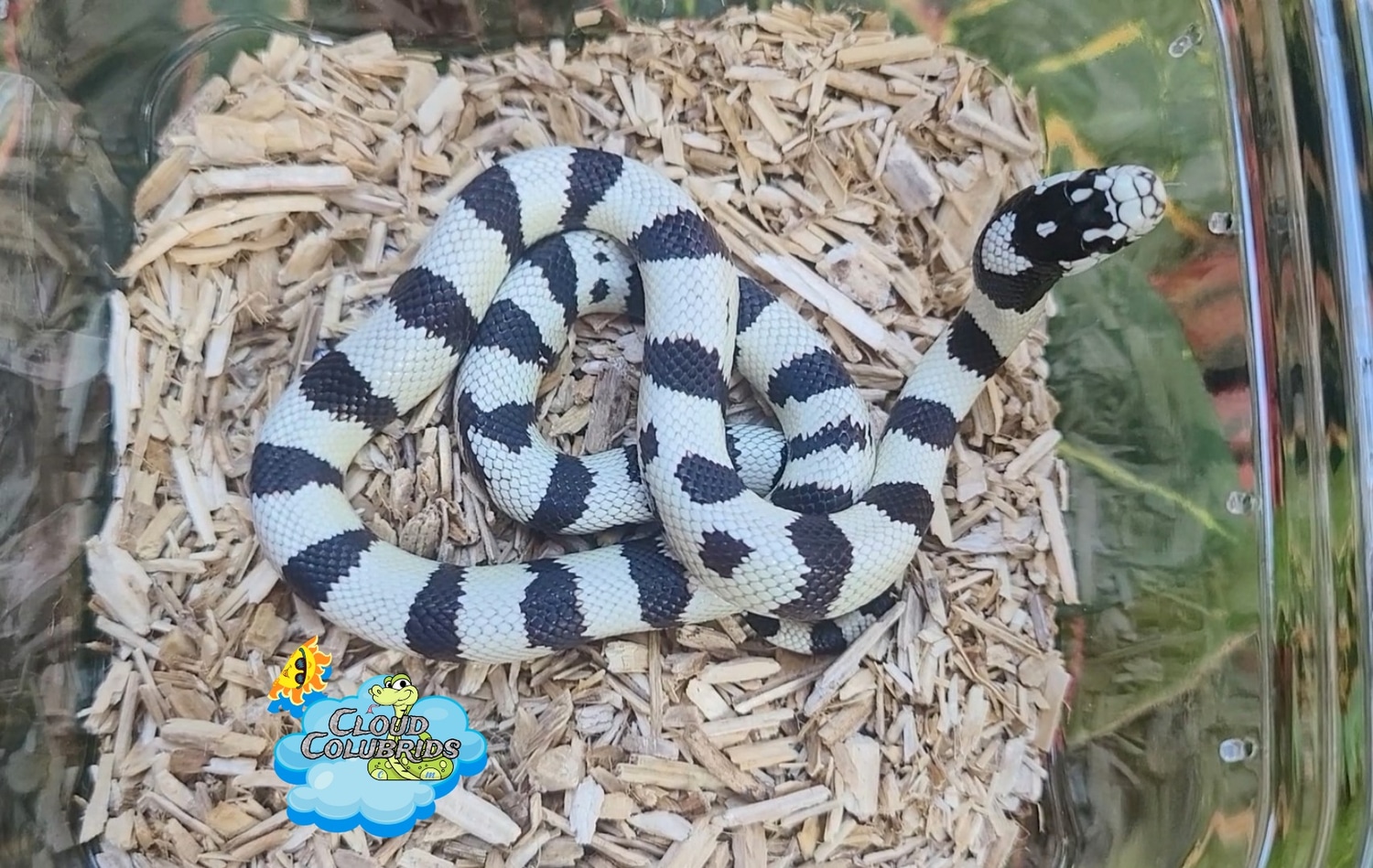 2022 California Kingsnake by Cloud Colubrids MorphMarket