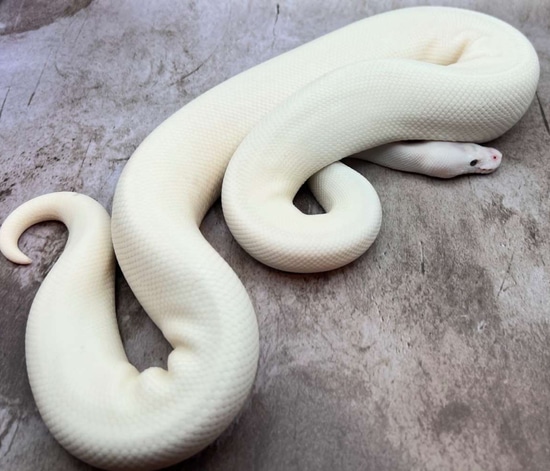 NO RESERVE Mystic Potion Pied Poss Spider Ball Python by JM Exotix