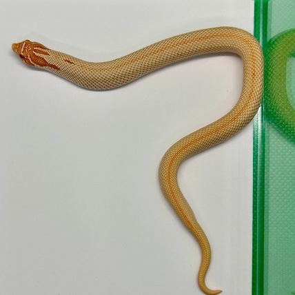 Pl Super Conda Albino Het Frost Western Hognose