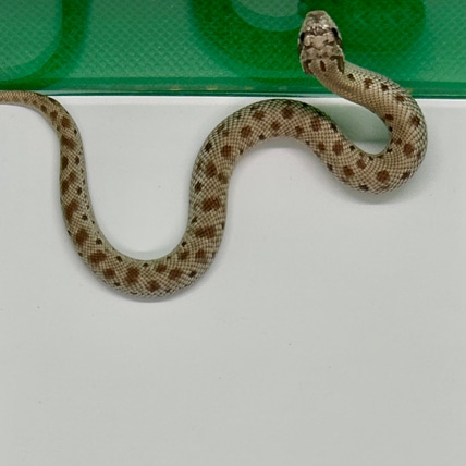Arctic Conda Frost 66% Het Albino ♀️ Western Hognose
