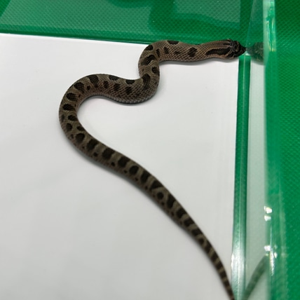 Conda Sable Het Mai Tai Western Hognose