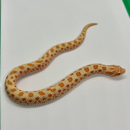 🔥 Purple Line Arctic Anaconda Albino 100% Het Frost Western Hognose