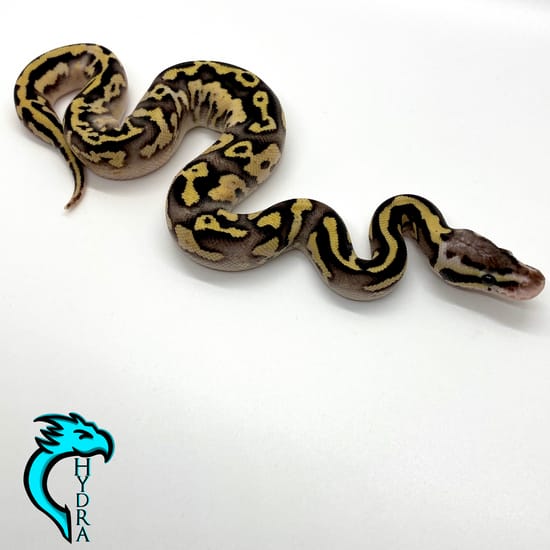 Firefly Leopard YB/Gravel Ball Python by Hydra Constrictors