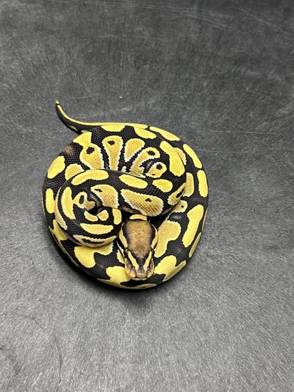 YB DG DH Kiki Ball Python by Ozark Mountain Morphs