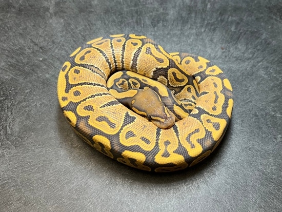 Nr Mandarin Hypo Ball Python by Ozark Mountain Morphs