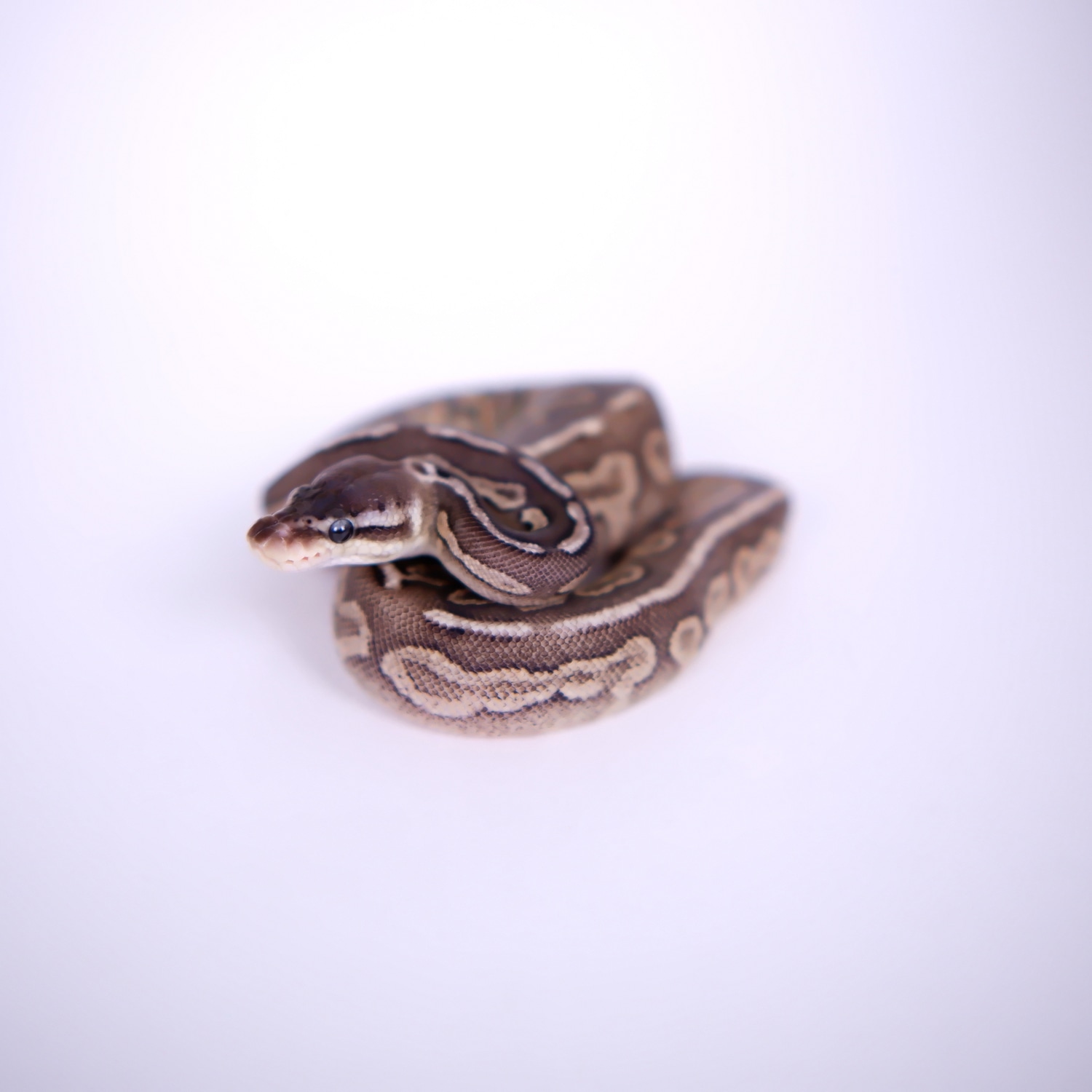 Pastel Cinnamon - Pewter Ball Python by Clutch Pythons - MorphMarket