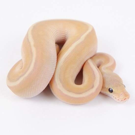 Banana Pastel HGW Mojave Poss Leopard Ball Python by Clutch Pythons