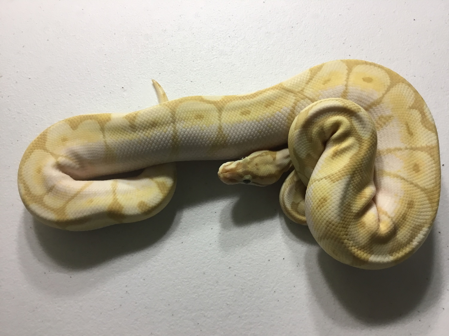 Banana Spider Lesser Ghost (Pastel?) Ball Python by Paint Jobs