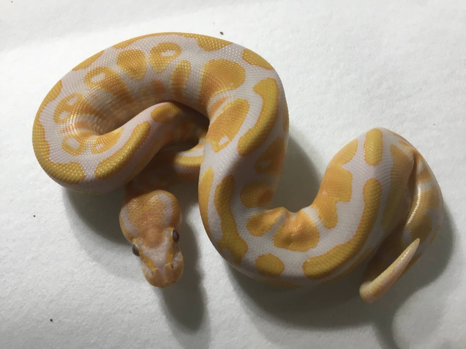 Lavender Albino 66% Genetic Stripe & Pied Ball Python by Paint Jobs ...