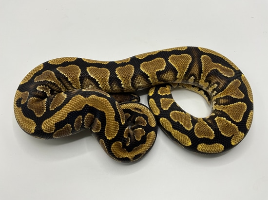 Yellowbelly Het Ghost Ball Python by Paint Jobs & Patterns