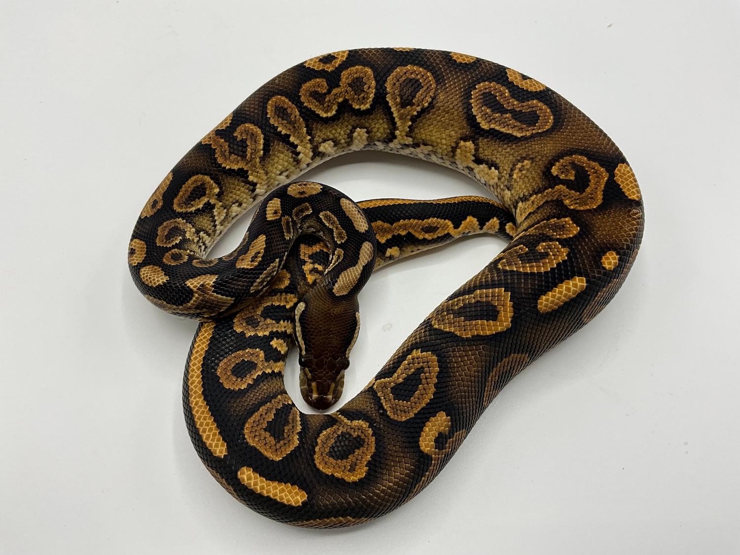 Black Head Black Pastel Het Albino Ball Python by Paint Jobs & Patterns ...