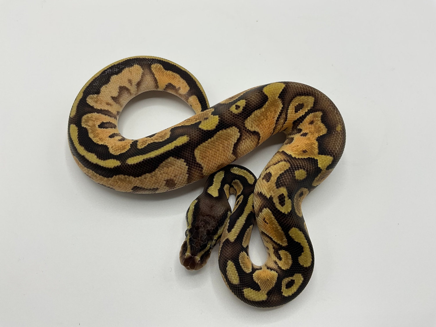 Black Pastel Leopard Enchi Het Pied 66% Clown Ball Python by Paint Jobs ...