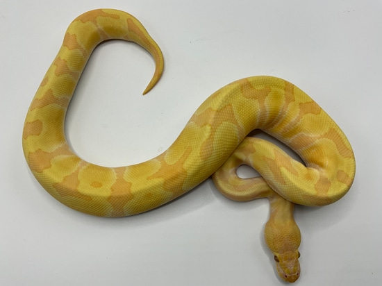 Candino Enchi Het Pied Ball Python by Paint Jobs & Patterns